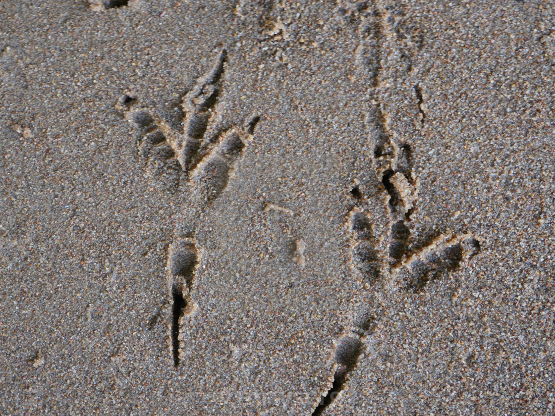 Следы лап птиц на песке